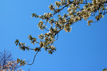 White Sakura with Green Leaves