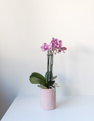 Vertical closeup of small purple phalaenopsis orchid in pink pot against white wall and table (selective focus)