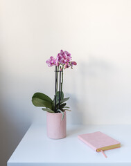 Vertical closeup of small purple phalaenopsis orchid in pink pot with journal against white wall...