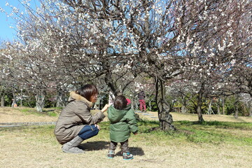 梅の木を見上げる1歳の子供と子供を見つめる母親