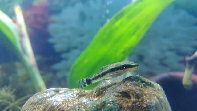 Otocinclus catfish is a genus of catfish in the family Loricariidae native to South America, commonly known as "dwarf suckers" or "otos".