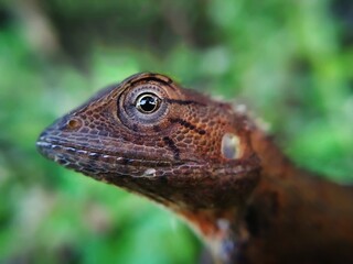 Garden lizard