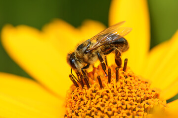 Bee and flower. Close up of a large striped bee collecting pollen on a yellow flower on a Sunny bright day. Macro horizontal photography. Summer and spring backgrounds