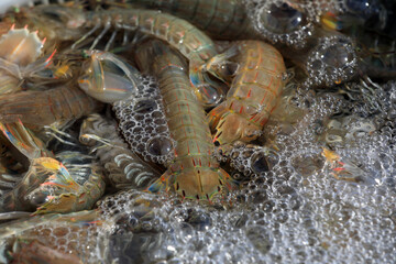 The prawns are in the pool