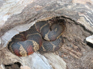 Snake in a Log