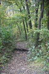 path in the woods