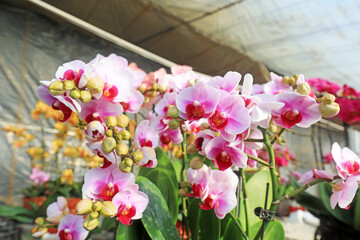 Beautiful Phalaenopsis flowers in the garden, North China