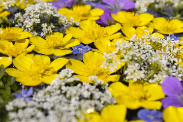 Colorful flowers in dark water