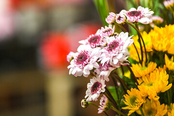 Chrysanthemum for worship