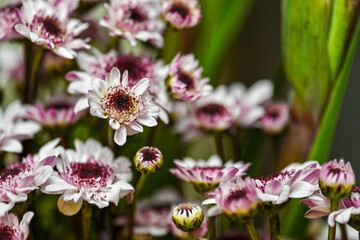Chrysanthemum for worship