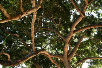 fig tree branches forming abstract patterns
