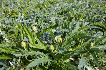 Closeup of green ripe artichokes on large plantation in sunny day..