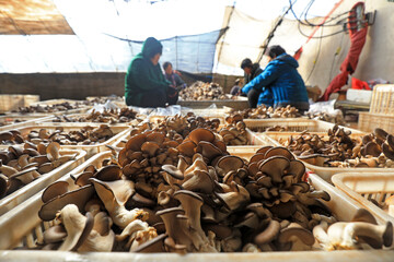 The farmers are tidying up the edible fungi in the breeding shed © zhang yongxin