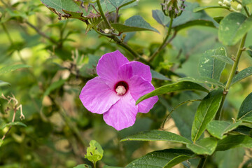 Disparo de enfoque selectivo de una flor violeta en la vegetación