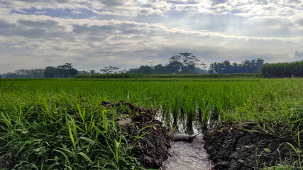 rice plants in rice fields between mountains in rural areas, South Malang, Malang Regency, East Java Province, Indonesia