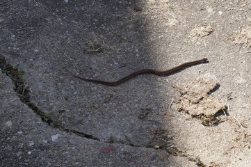 Snake Slithering on the Ground