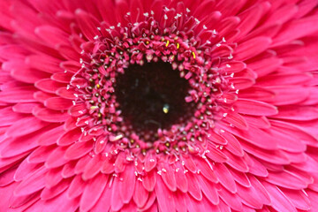 Macro photo of a Barberton daisy