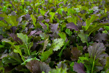 View of field planted with ripening red mustard. Growing of industrial leaf vegetable cultivars..