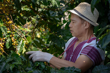 Agriculturist hands Harvesting Yellow fresh Ripe Arabica or Robusta an organic coffee berries beans. Happy Farmer crop fruit by hand in plantation.