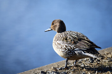 野鳥イメージ素材、オナガガモのメス、千葉県、2021年1月