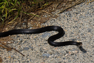 Snake Slithering on the Ground