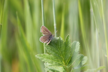 butterfly on a green grass