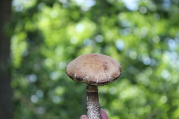mushroom in the forest