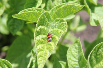 ladybug on leaf