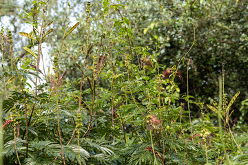 Vista de flores de calliandra con más verde en el bosque