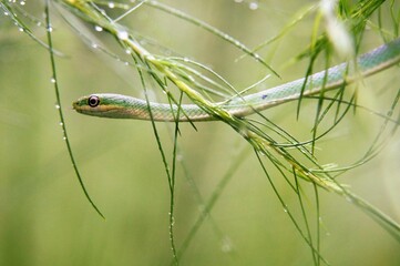 Green Garden Snake in the Morning Grass