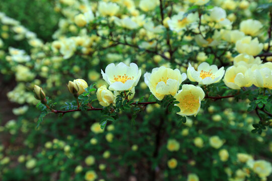 Rosa davurica flowers in the park, China