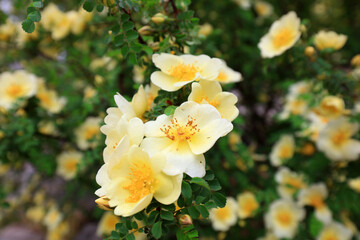 Rosa davurica flowers in the park, China