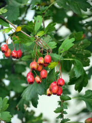 red berries on a branch