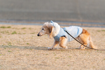 晴れた日に公園を散歩する犬