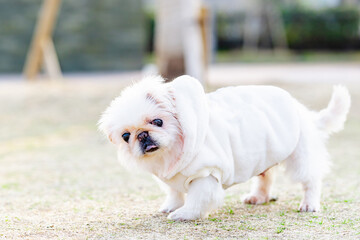 晴れた日に公園を散歩する犬