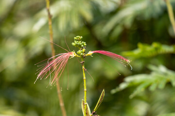 Primer plano de calliandra con un fondo borroso verde