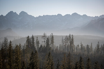 Sunny winter day in Tatra National Park, Poland. The peaks of High Tatras illuminated by bright sunlight. Selective focus on coniferous forest, blurred background.