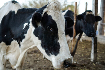 Obraz na płótnie Canvas cows inside a barn waiting to be milked