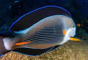 Fototapeta na wymiar fish on the sea floor 