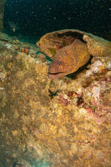 fish on the sea floor
