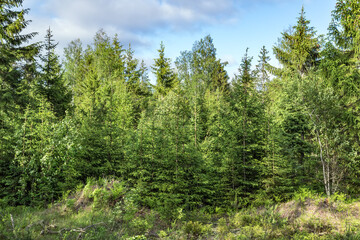 Fototapeta na wymiar Pine green trees forest nature landscape