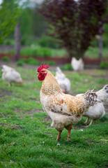 Rooster and Chickens. Free Range Cock and Hens