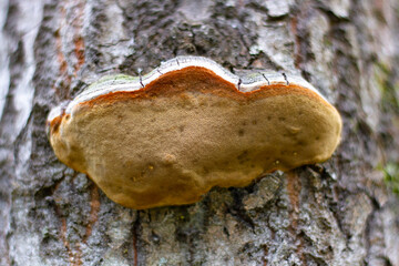 brown porous birch mushroom chaga inonotus obliquus on a tree in the forest on a sunny summer day