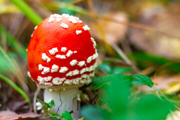 bright red mushroom amanita muscaria with white spots in the forest on a background of green grass on a sunny summer day