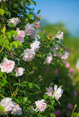 gently pink roses against blue sky. Rose Garden in the Prague