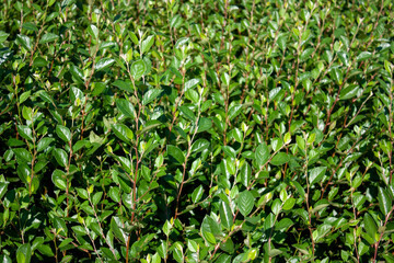 Cotoneaster thickets on a sunny day, side view. Green leaves of cotoneaster in the sun. Cotoneaster bush close-up.