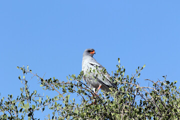 Pale Chanting Goshawk high up on a tree on a sunny day with clear skies in Namibia