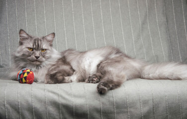 Cute grey long hair cat playing toy (colorful ball)