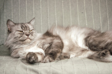longhair grey cat sleeping on a sofa in a home setting.