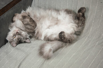 longhair grey cat sleeping on a sofa in a home setting.